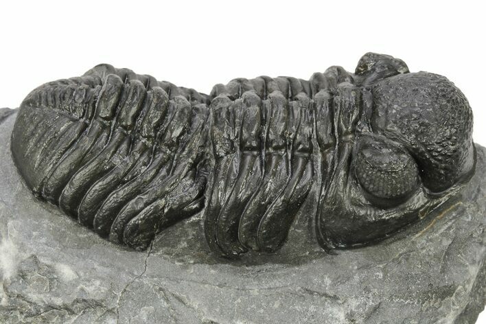 Phacopid (Adrisiops) Trilobite - Jbel Oudriss, Morocco #222409